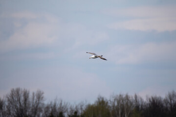 Seagull soaring high in the sky above the trees.