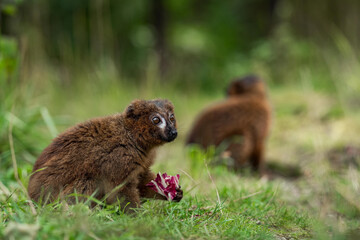 Portrait of adult male red-bellied lemur on a ground. 
Beautiful green bokeh background. 
Eulemur rubriventer sitting and eating food. Strepsirrhine primate.