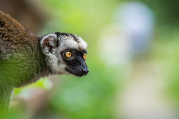 Obraz premium The white-headed lemur (Eulemur albifrons), also known as the white-headed brown lemur, white-fronted brown lemur, or white-fronted lemur, is a species of primate in the family Lemuridae.