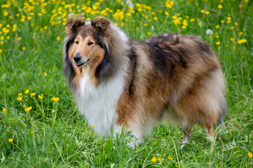 Dark-sable Collie-Hund