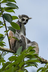 The ring-tailed lemur (Lemur catta) sitting on the branch in leafs around.