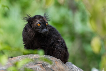 Black lemur (Eulemur macaco) sitting on the rock. Is it a species of lemur from the family Lemuridae. The black lemur occurs in moist forests in the Sambirano region of Madagascar.