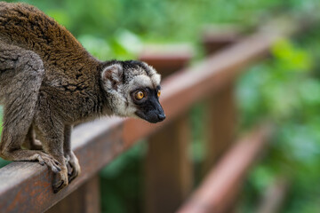 The white-headed lemur (Eulemur albifrons), also known as the white-headed brown lemur or white-fronted lemur, is a species of primate in the family Lemuridae. Sitting on the branch.