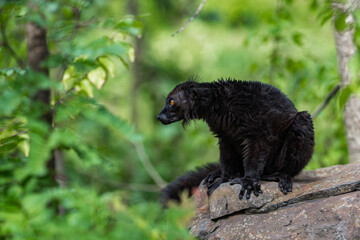 Black lemur (Eulemur macaco) sitting on the rock. Is it a species of lemur from the family Lemuridae. The black lemur occurs in moist forests in the Sambirano region of Madagascar.
