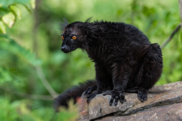 Black lemur (Eulemur macaco) sitting on the rock. Is it a species of lemur from the family Lemuridae. The black lemur occurs in moist forests in the Sambirano region of Madagascar.