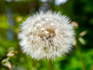 big dandelion in the meadow