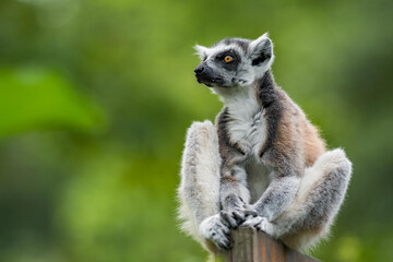 The ring-tailed lemur (Lemur catta). Sitting on the tree in forest. Alone without family. Looking around. Close-up portrait.