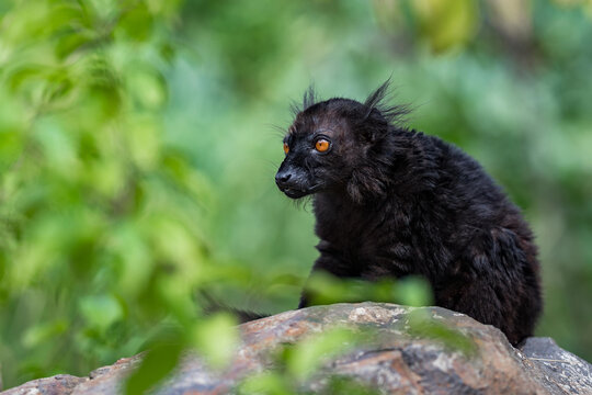 Black lemur (Eulemur macaco) sitting on the rock. Is it a species of lemur from the family Lemuridae. The black lemur occurs in moist forests in the Sambirano region of Madagascar.