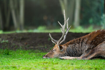 Single sika male deer with horns lies on grass on a sunny day. Known as Spotted deer, Japanese deer, Cervus nippon or nohonjika.