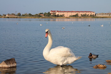 Obraz premium swan on the lake
