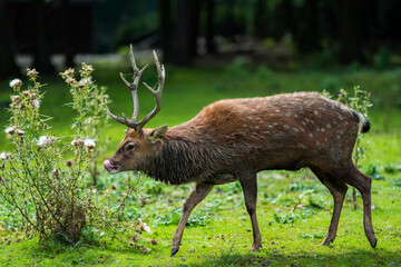Sika male deer walk on grass on a sunny day. Known as Spotted deer, Japanese deer, Cervus nippon or nohonjika.