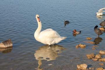 swans on the lake