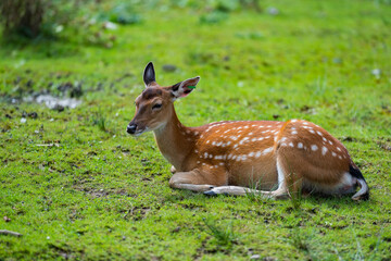 Naklejka na ściany i meble Sika deer lies on grass on a sunny day. Known as Spotted deer, Japanese deer, Cervus nippon or nohonjika. Is it a species of deer native to much of East Asia and Japan.