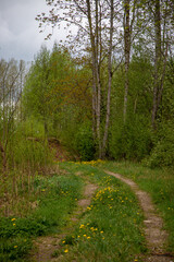 path in the forest