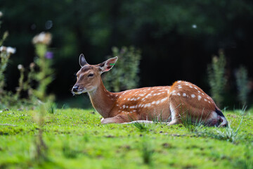 Sika deer lies on grass on a sunny day. Is it a species of deer native to much of East Asia and Japan.