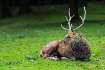Single sika male deer with horns lies on grass on a sunny day. Known as Spotted deer, Japanese deer, Cervus nippon or nohonjika.