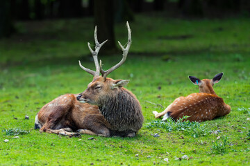 Couple of Sika deers lies on grass on a sunny day. Known as Spotted deer, Japanese deer, Cervus nippon or nohonjika.