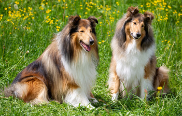 8-jährige Dark-sable Collie-Hunde auf der Wiese