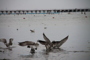 birds on the beach