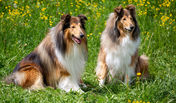 8-j&auml;hrige Dark-sable Collie-Hunde auf der Wiese