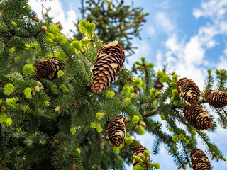 fir cones on the branches