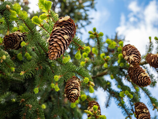 fir cones on the branches