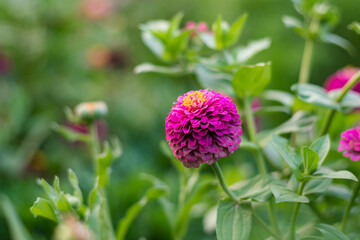 Selective focusing on double flower packed of Zinnia Benary’s giant bright pink on the lawn from the side view. 