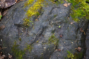 signs and lichen on the stone