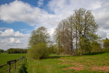 landscape with trees