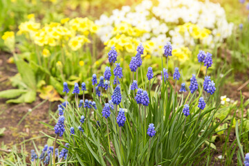 Blue yellow and white flowers in spring garden in sunlight. Muscari flower close up