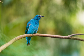 Female of Asian fairy-bluebird (Irena puella) beautiful all dule blue bird with red eyes perching on wooden vine