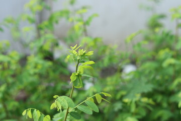 close up of a plant