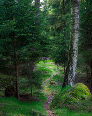 narrow path in the forest in Zittau Mountains Germany