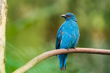 Female of Asian fairy-bluebird (Irena puella) beautiful all dule blue bird with red eyes perching on wooden vine
