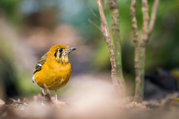 Portrait of an orange headed ground thrush (zoothera citrina). Passage Migrant bird in Spring at khao yai national park,Thailand. On the ground and with beautiful background bokeh.