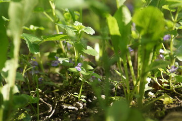 plant