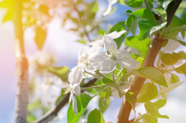 Blooming apple tree. Branches of an apple tree with green leaves and flowers against the sky
