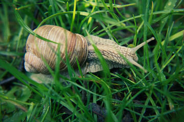 ślimak © Magical moments