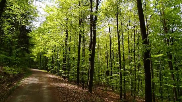 Radfahrt durch den Frühlingswald