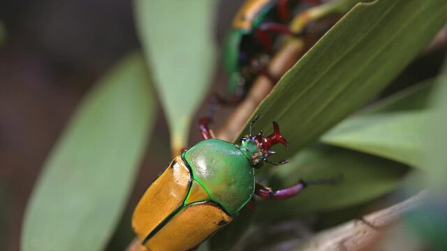 This close up, macro video showcases Jade-headed Buffalo Beetle (Eudicella smithi) climbing amongst foliage.