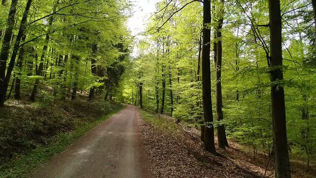 Fahrradtour durch den Fr&uuml;hlingswald in Baden-W&uuml;rttemberg / S&uuml;ddeutschland | riding bicycle through the spring forest in Southern Germany