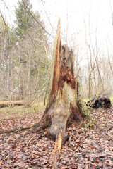 Unser kranker deutscher Wald, eine Katastrophe für Mensch und Tier - Waldsterben 