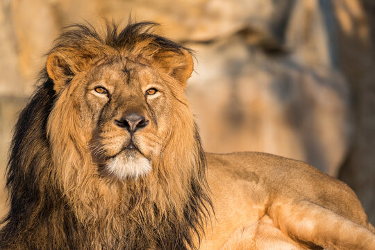 Photography of African Lion King. Relaxing portrait.