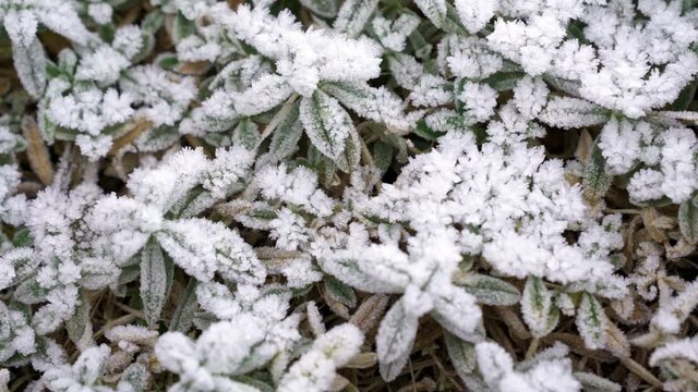 Selective focus. First frost on a frozen field plants. Beautiful abstract frozen microcosmos pattern. Freezing weather frost action in nature.