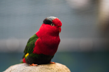 Stella's Lorikeet, Charmosyna stellae, colourful parrot sitting on the rock, green forest...