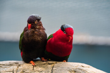 Couple. Stella's Lorikeet, Charmosyna stellae, colourful parrot sitting on the rock, green forest vegetation, West Papua, Tanimbar Islands and Babar in southern Moluccas, Asia.