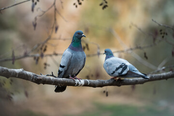Crested pigeon, Ocyphaps lophotes, bird from Australia. Two Pigeons sitting on the branch in the dark forest. Beautiful dove in the nature. Bronzewing with black background. Rare animal in nature.