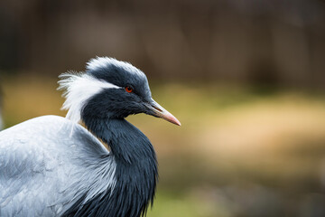 The demoiselle crane (Grus virgo), portrait with blur nature background.