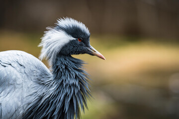 The demoiselle crane (Grus virgo), portrait with blur nature background.