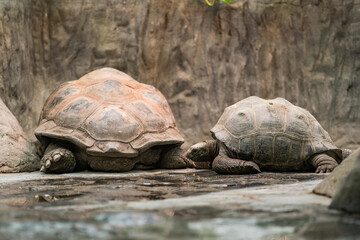 Galapagos giant tortoise (Geochelone elephantopus) on Santa Cruz Island in Galapagos National Park, Ecuador. It is the largest living species of tortoise.
